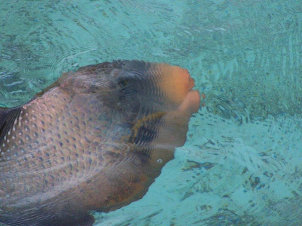 Drückerfisch Summer Island Maldives