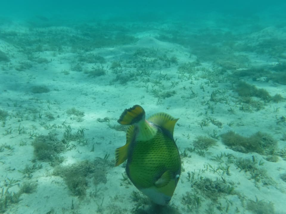 Sport & Freizeit Jaz Costa Mares (Adults Only)