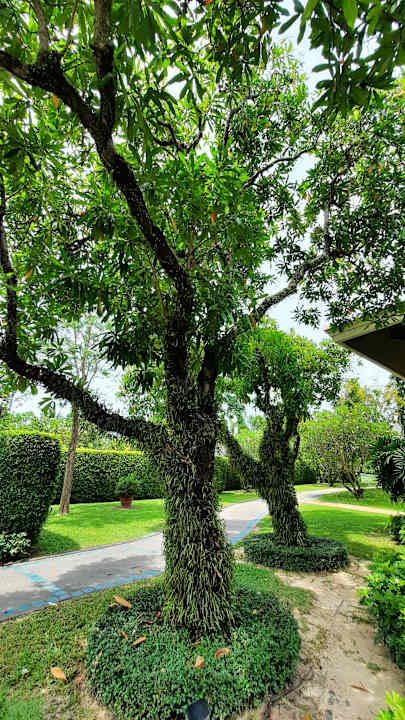 Gartenanlage Santiburi Koh Samui