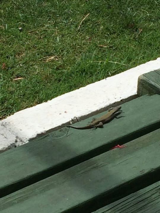 Kleiner Besucher Hotel Süral Resort