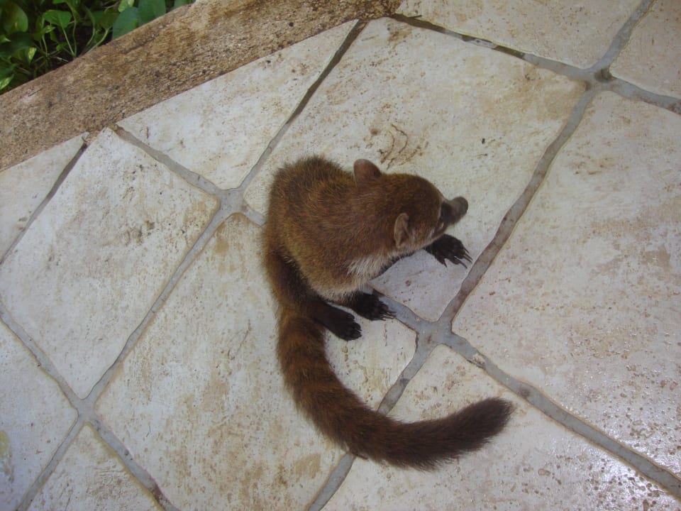 Hotel Catalonia Playa Maroma Catalonia Playa Maroma