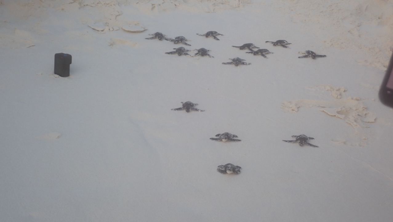 Sport & Freizeit NH Collection Maldives Reethi Resort