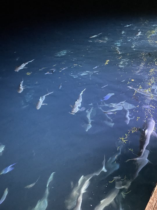 Strand Lily Beach Resort & Spa