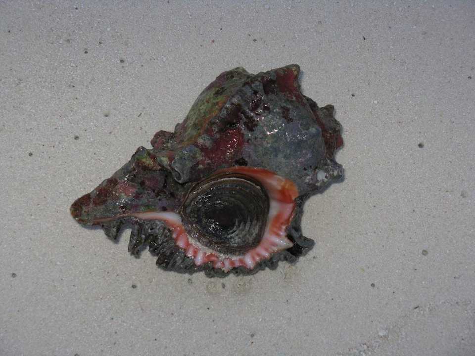 Große Schnecke Madoogali Resort