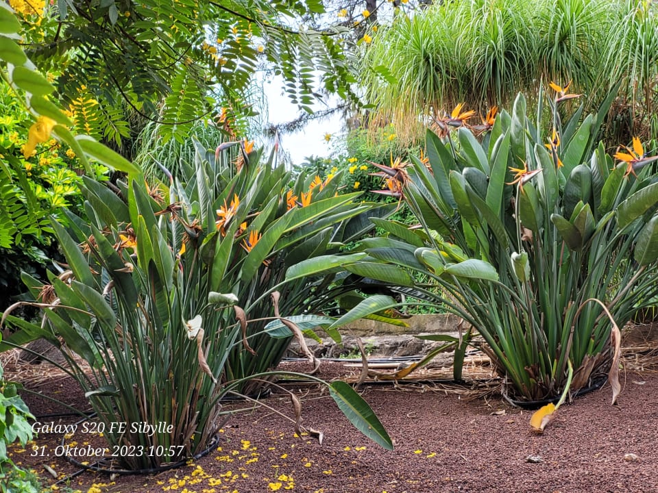 Gartenanlage TRH Taoro Garden