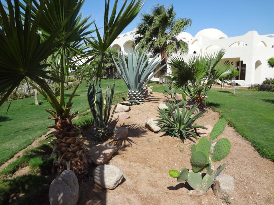 Всякие кактусы Regency Plaza Aqua Park & Spa