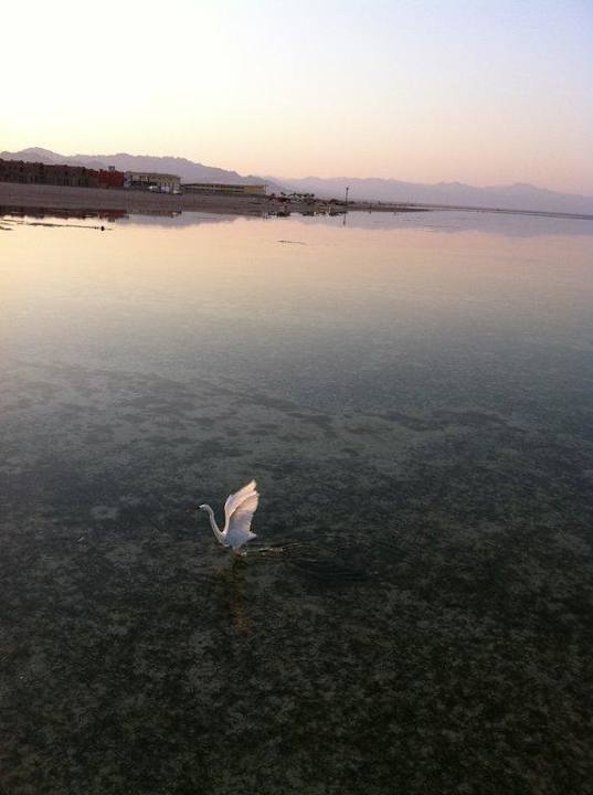 Почти аист Pickalbatros Royal Moderna Resort-Sharm El Sheikh