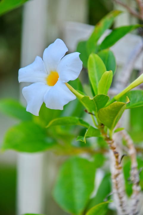 Gartenanlage Hotel Panoramica Garden