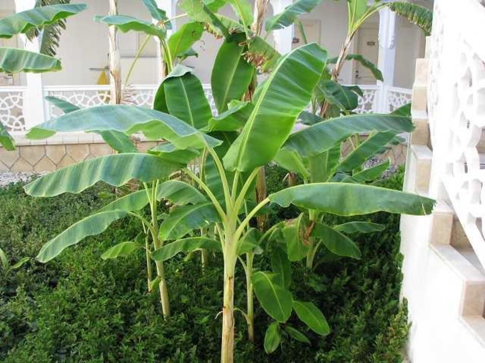 Wohnhaus Ali Bey Club