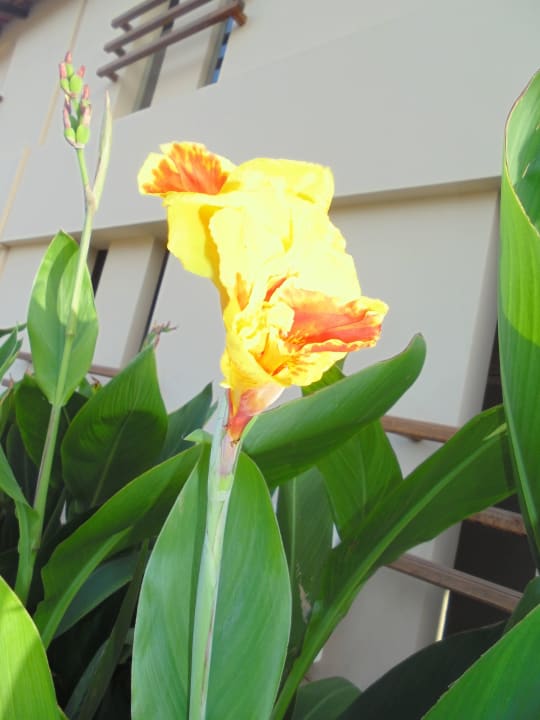 Die Anlage ist toll bepflanzt uns sehr gepflegt. Hotel Morabeza