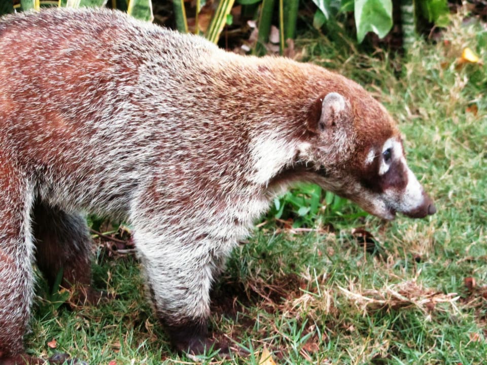 Nasenbär im Hotel Viva Maya by Wyndham - All Inclusive Resort
