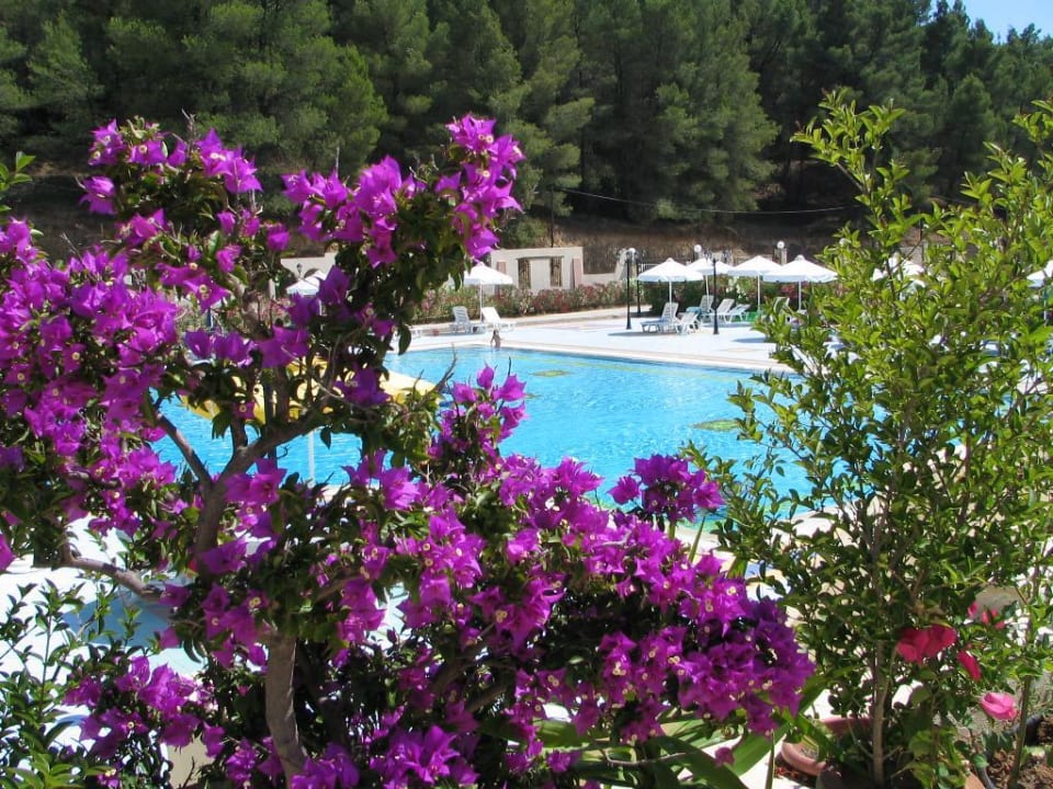 Pool Simantro Resort