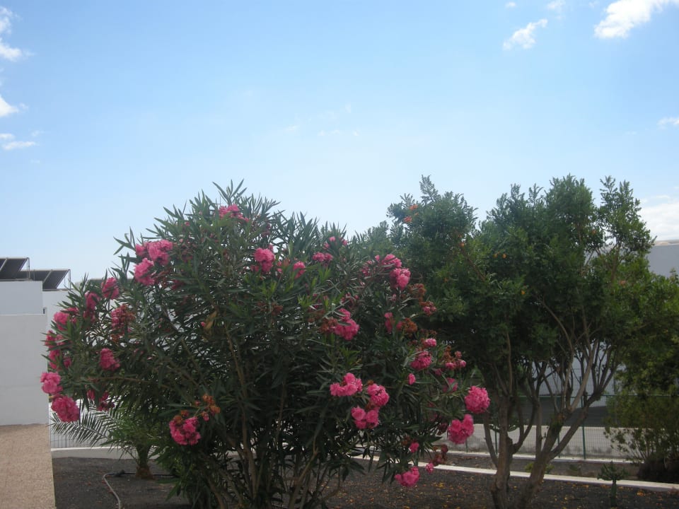 Schöne Begrünung der Anlage Sentido Aequora Lanzarote Suite