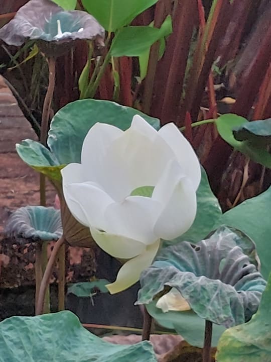 Gartenanlage Khaolak Bhandari Resort & Spa