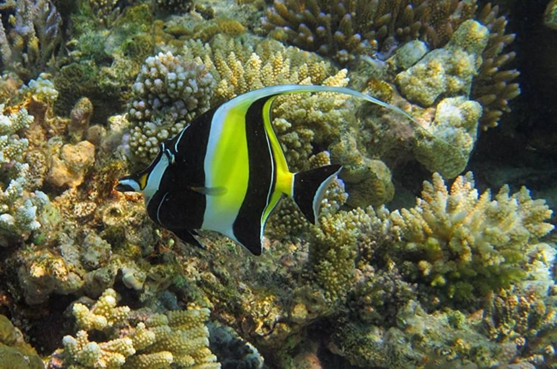 Tolle Unterwasserwelt Eri Maldives