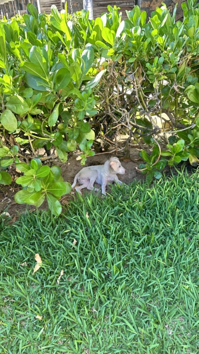 Gartenanlage Radisson Blu Poste Lafayette Resort & Spa - Adults only