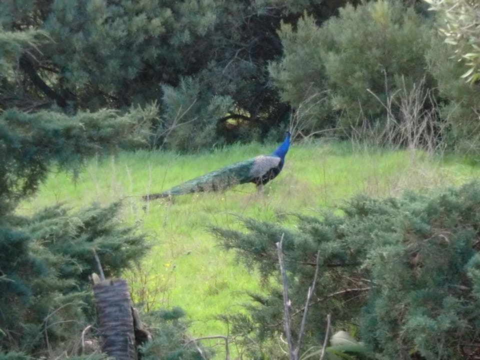 Garten beim Pool Waterkloof Guest House