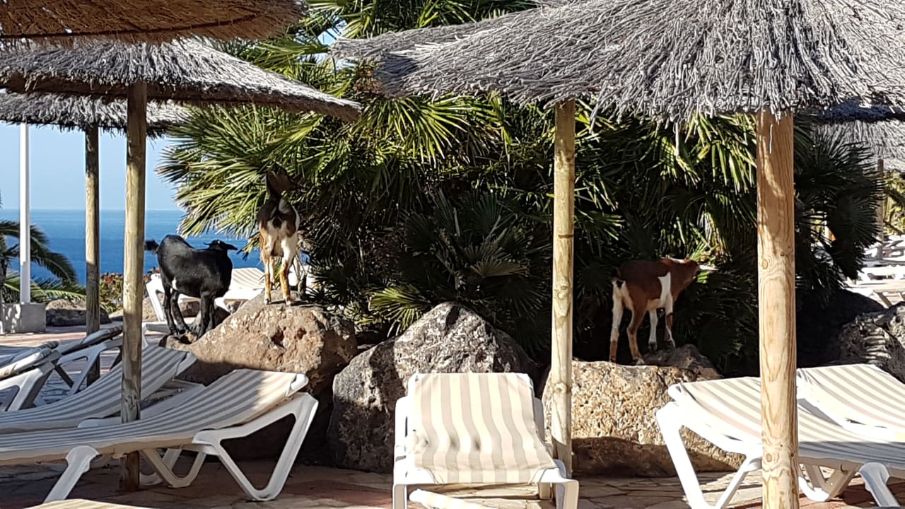 Pool SBH Club Paraiso Playa