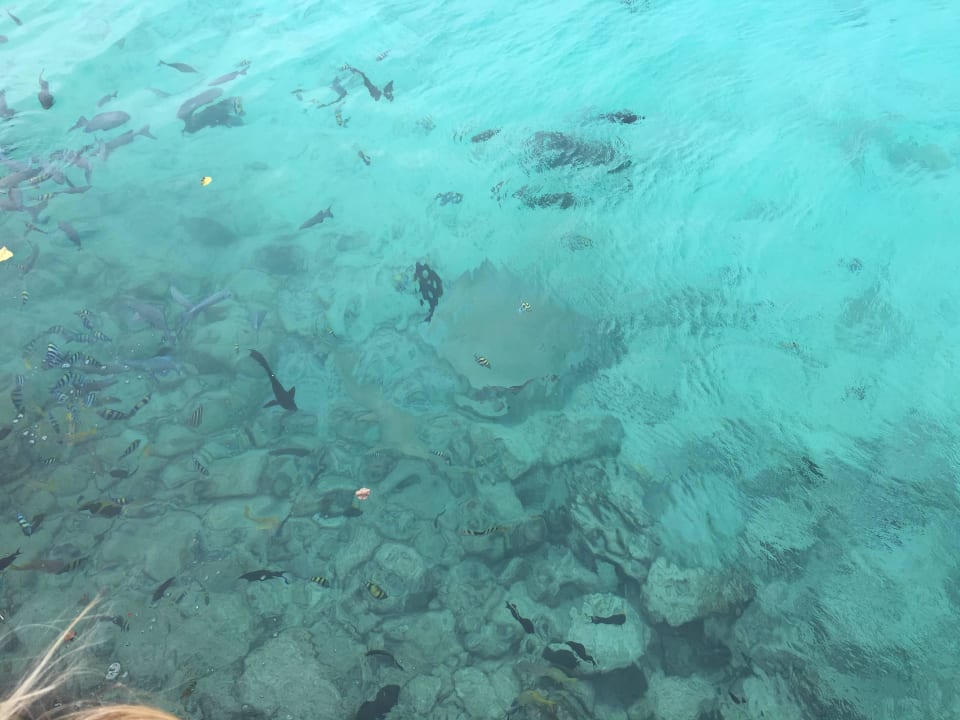 Rochenfütterung am Pier Summer Island Maldives