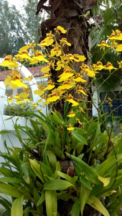 Orchideenvielfalt im ganzen Ressort Ocean Breeze Resort