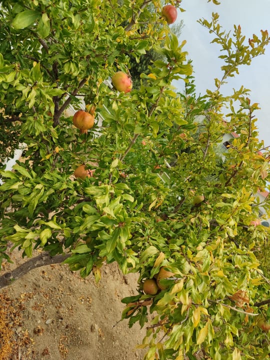 Gartenanlage Akrathos Beach Hotel