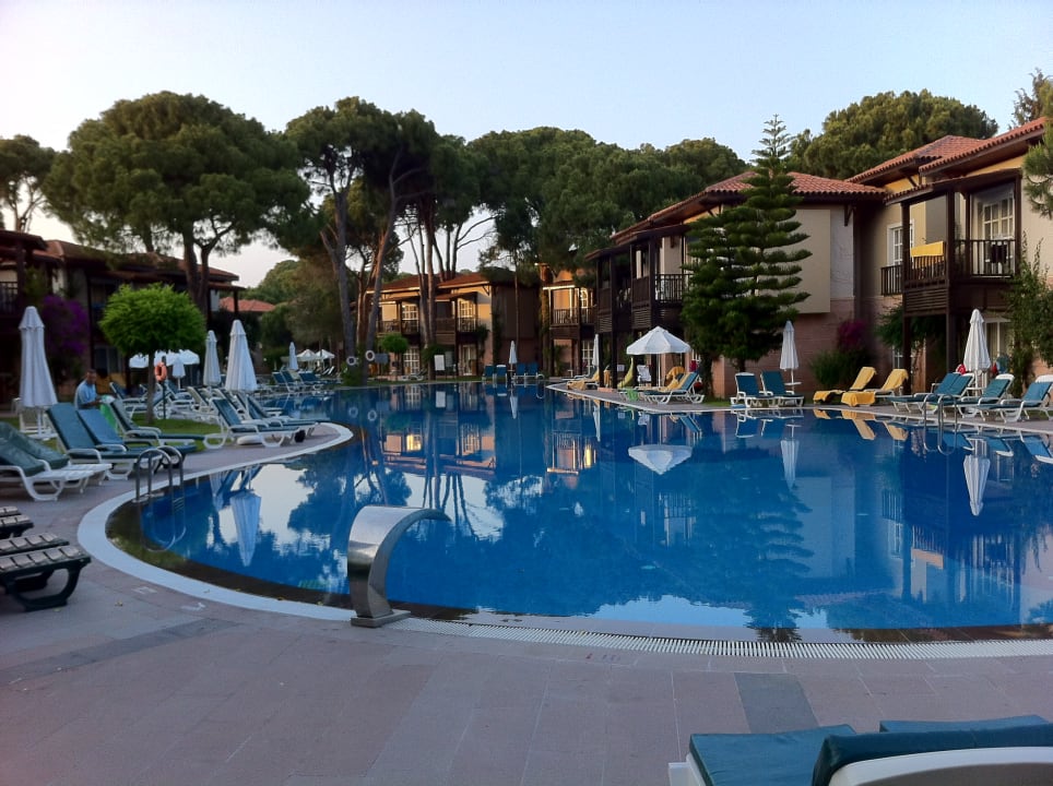 Sonstiges Papillon Ayscha