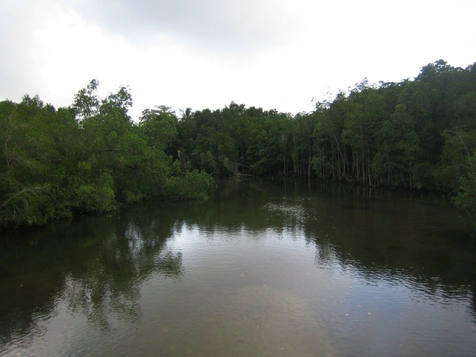 Mangrovenwald Constance Ephelia