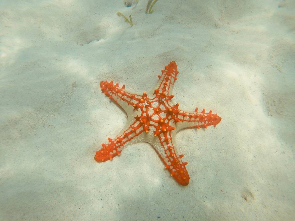 Strand Sansi Kendwa Beach Resort