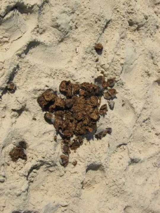 Pferde und Kamellkot am Strand Samira Club