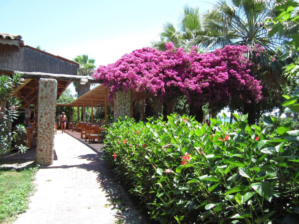 Strandbar Defne Ana Hotel Defne Star