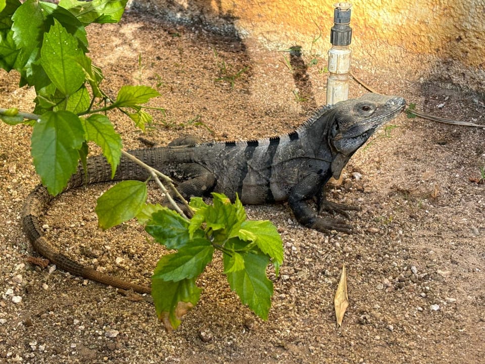 Gartenanlage Iberostar Waves Paraiso del Mar