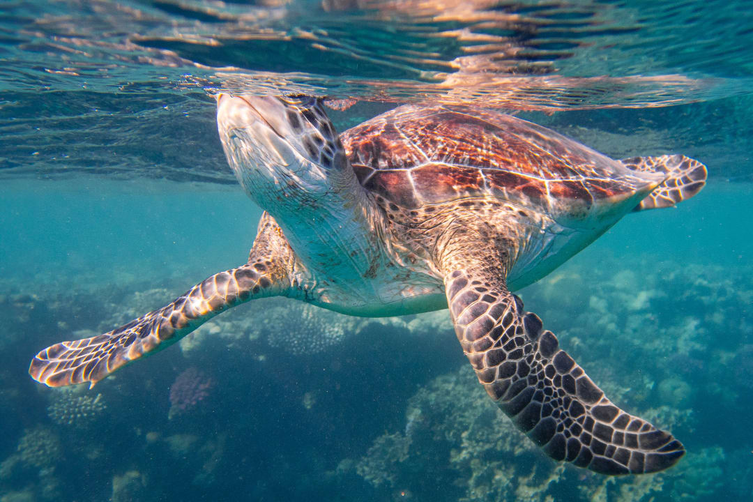 Strand Lahami Bay Beach Resort