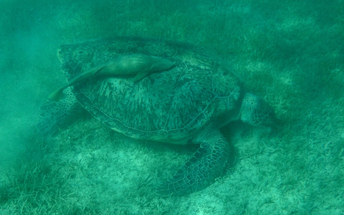 Strand Sentido Caribbean World Soma Bay