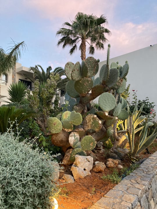 Gartenanlage Sentido Kyknos Beach Adults Only 16+