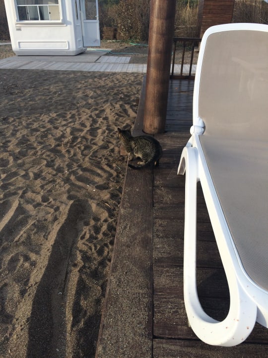 Katzen am Strand Titanic Deluxe Golf Belek