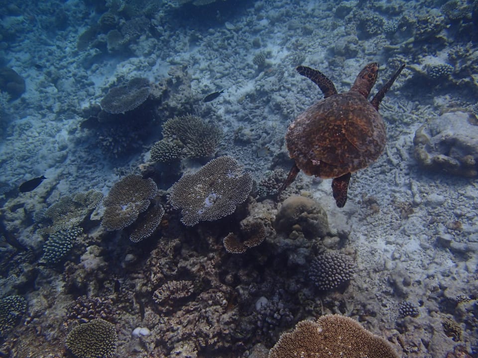 Schnorcheln am Riff Noku Maldives, Vignette Collection