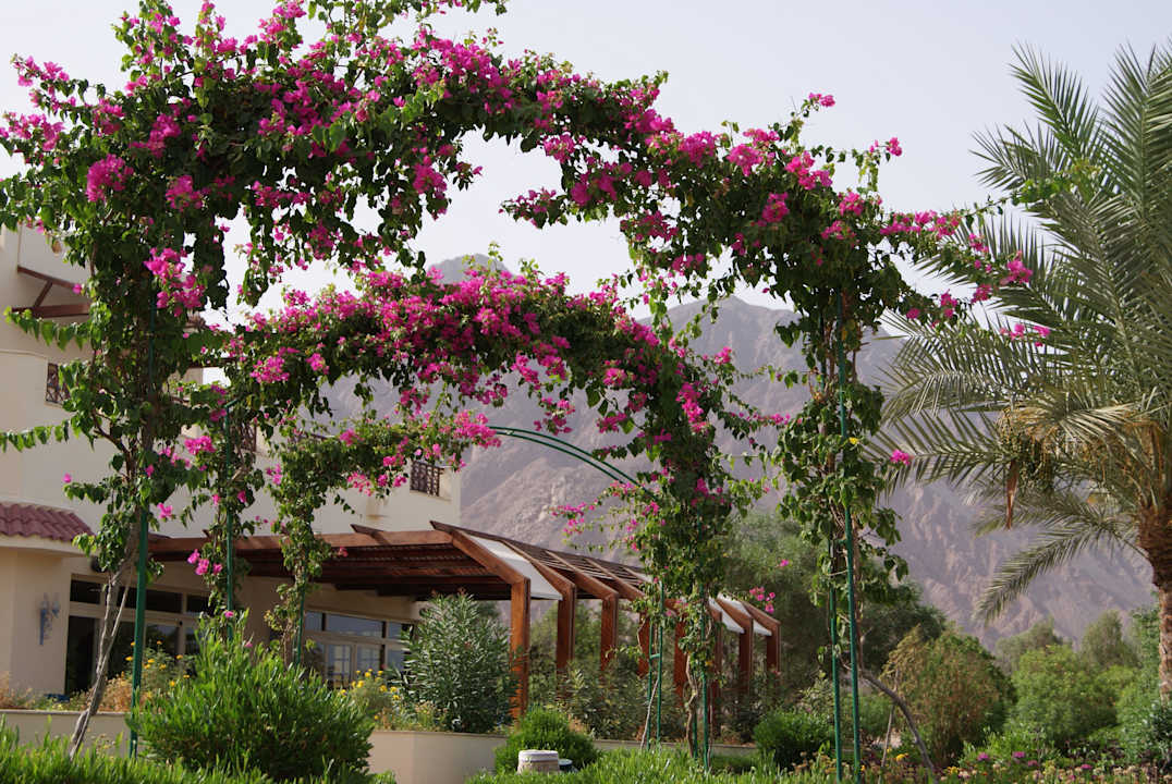 W ogrodzie Aquis Taba Paradise Resort