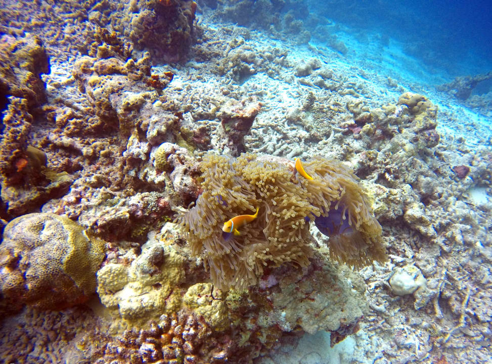 Sport & Freizeit aaaVeee Nature's Paradise