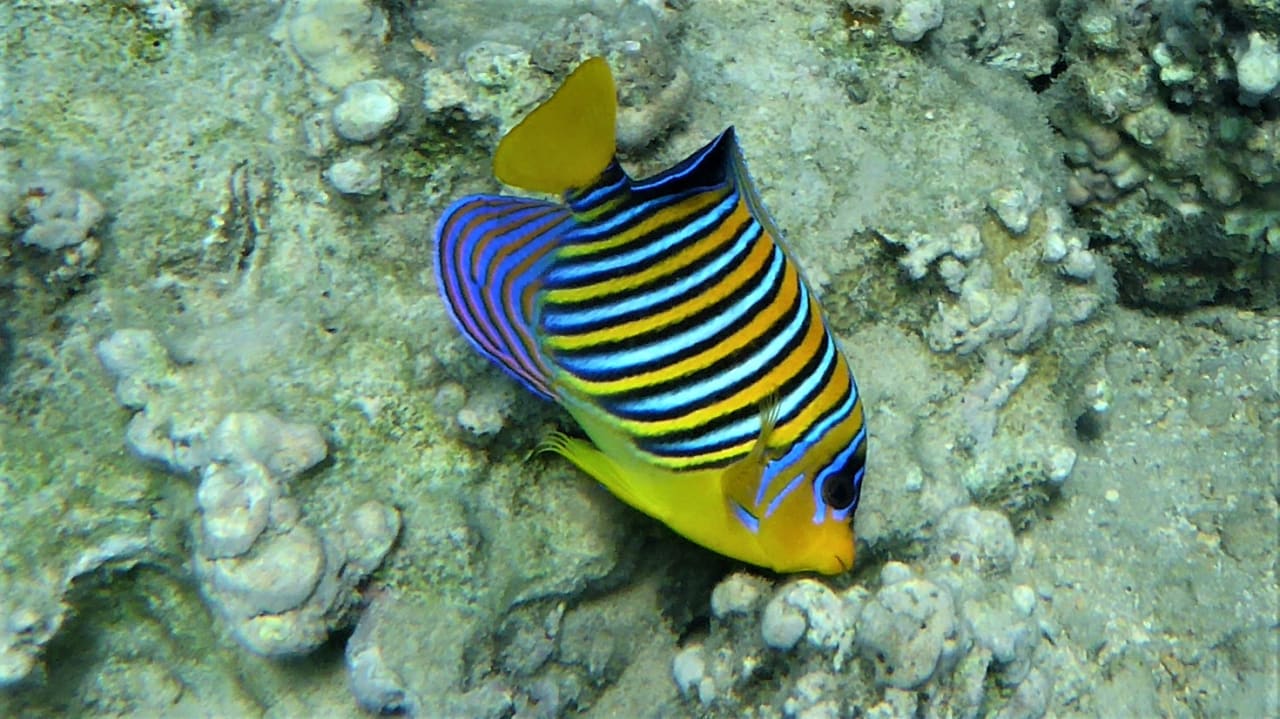 Sport & Freizeit Cleopatra Luxury Resort Makadi Bay