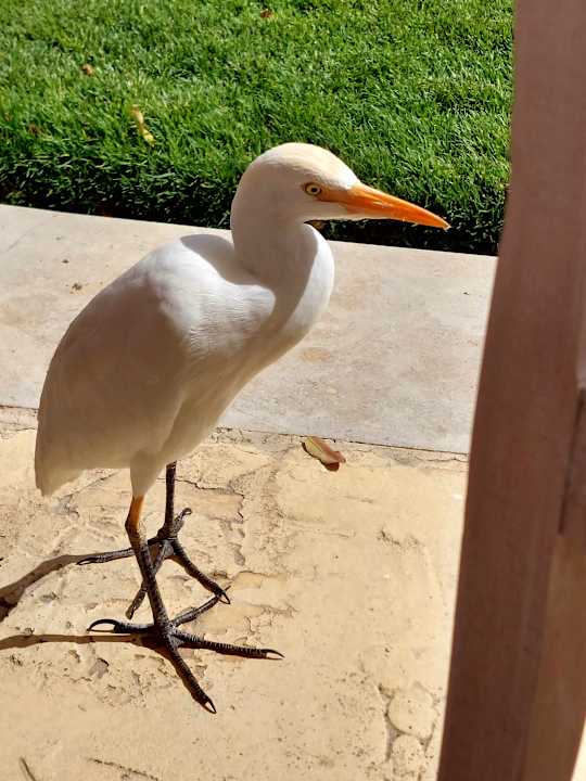 Gartenanlage Jaz Solaya