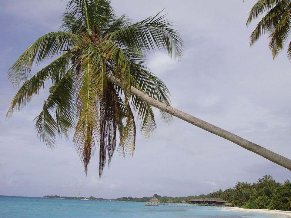 Palme Kuramathi Maldives