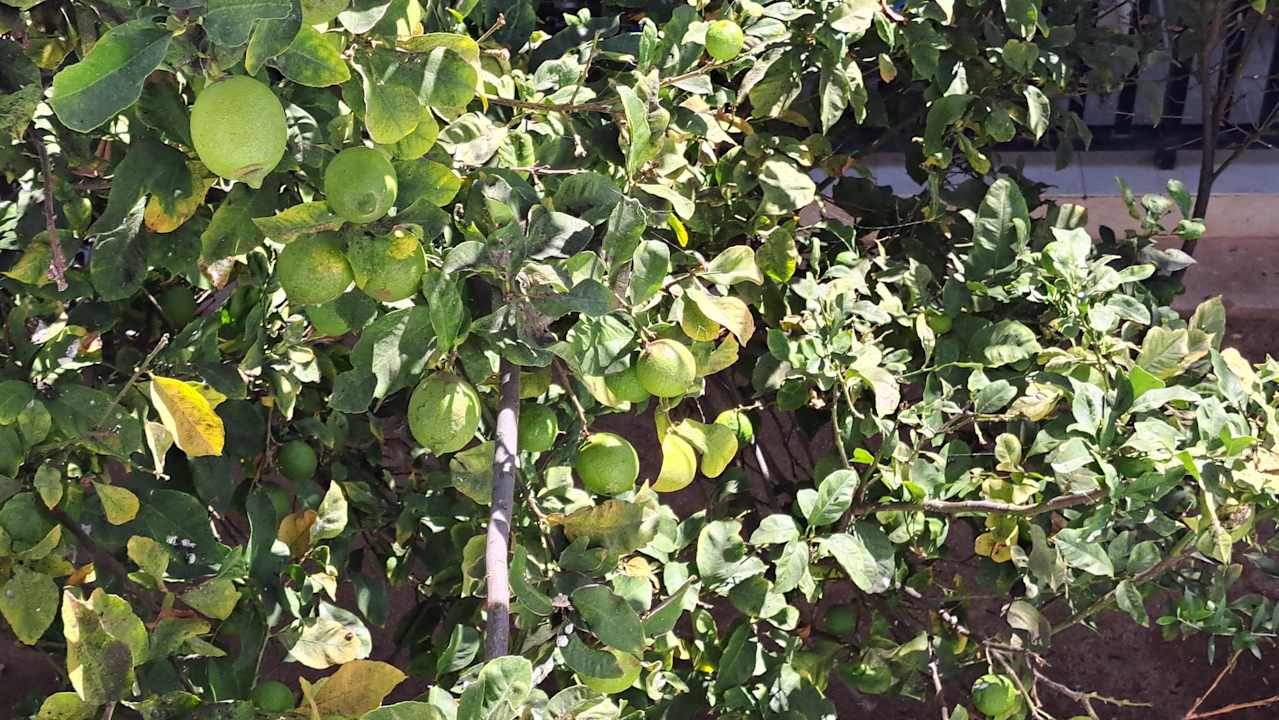 Gartenanlage Kefalos Beach Holiday Village