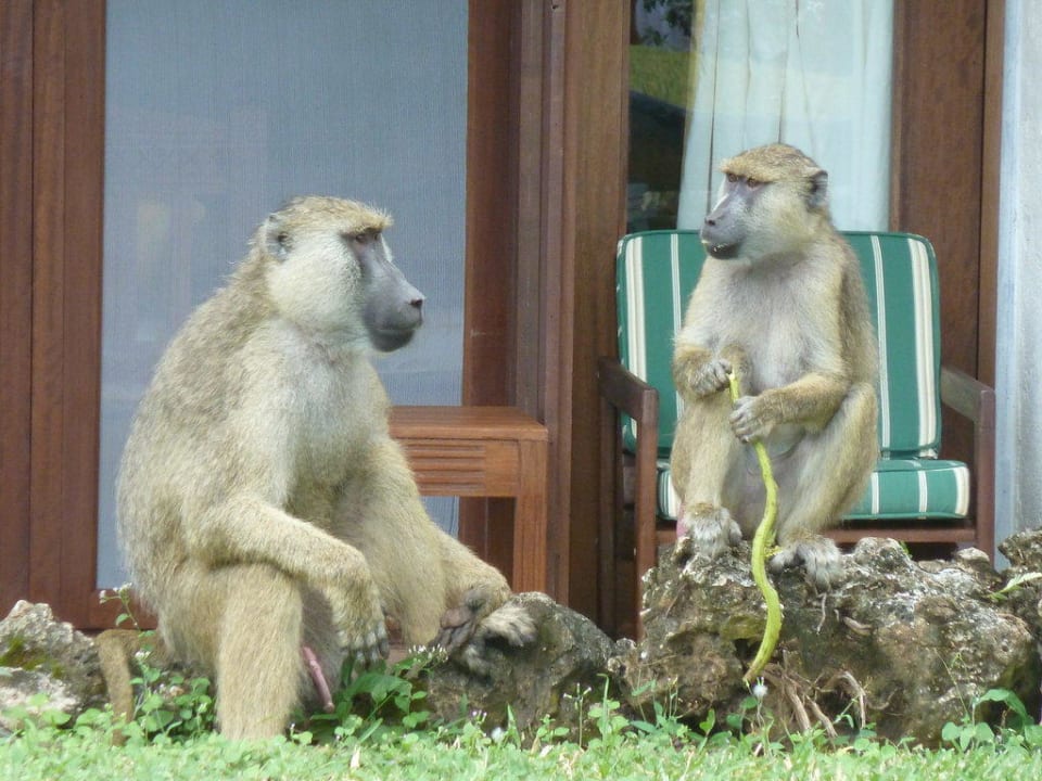 Paviane in der Anlage Baobab Beach Resort & Spa