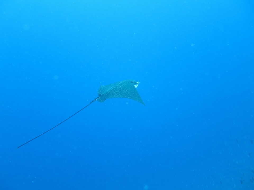 Diving  Kuramathi Maldives