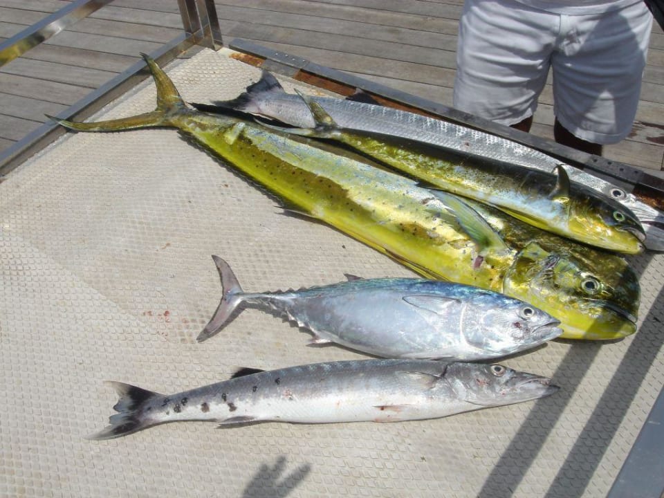 Hochseefischen W Maldives