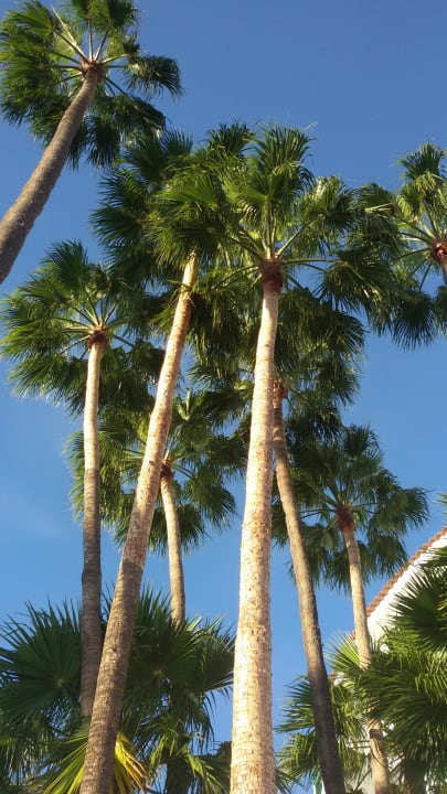Frühstück unter Palmen  Servatur Playa Bonita