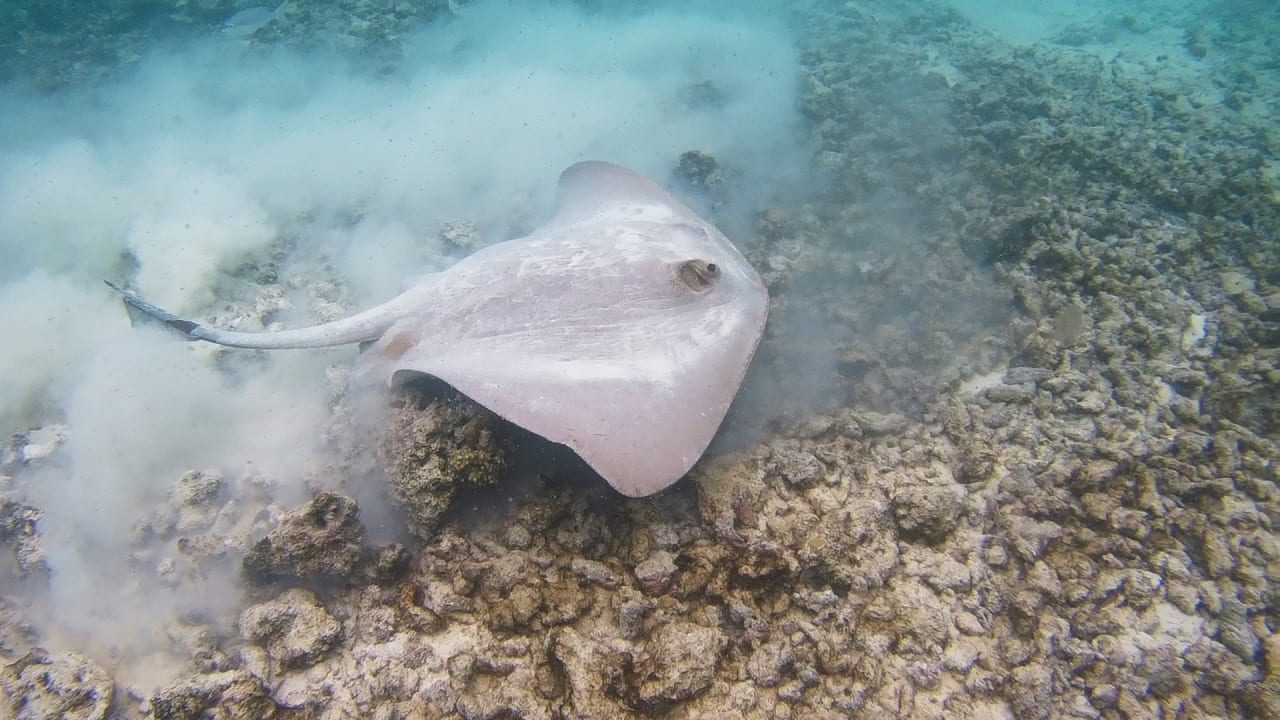 Sport & Freizeit Summer Island Maldives