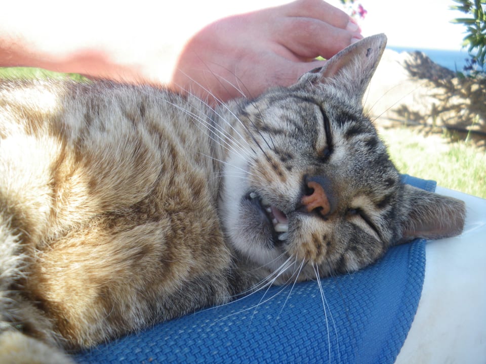 Verschmuster Kater  TUI MAGIC LIFE Fuerteventura