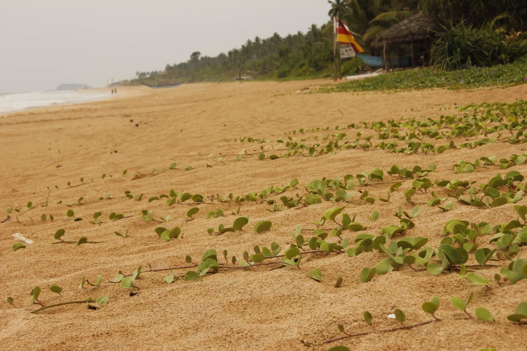 Hotelstrand Warahena Beach Hotel Bentota Village
