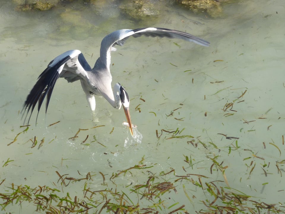 Fischreiher mit Fang auf Meeru Meeru Maldives Resort Island